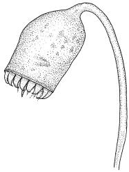 Plagiomnium novae-zelandiae, capsule, dryDrawn from K.W. Allison 3019, CHR 578251.
 Image: R.C. Wagstaff © Landcare Research 2018 